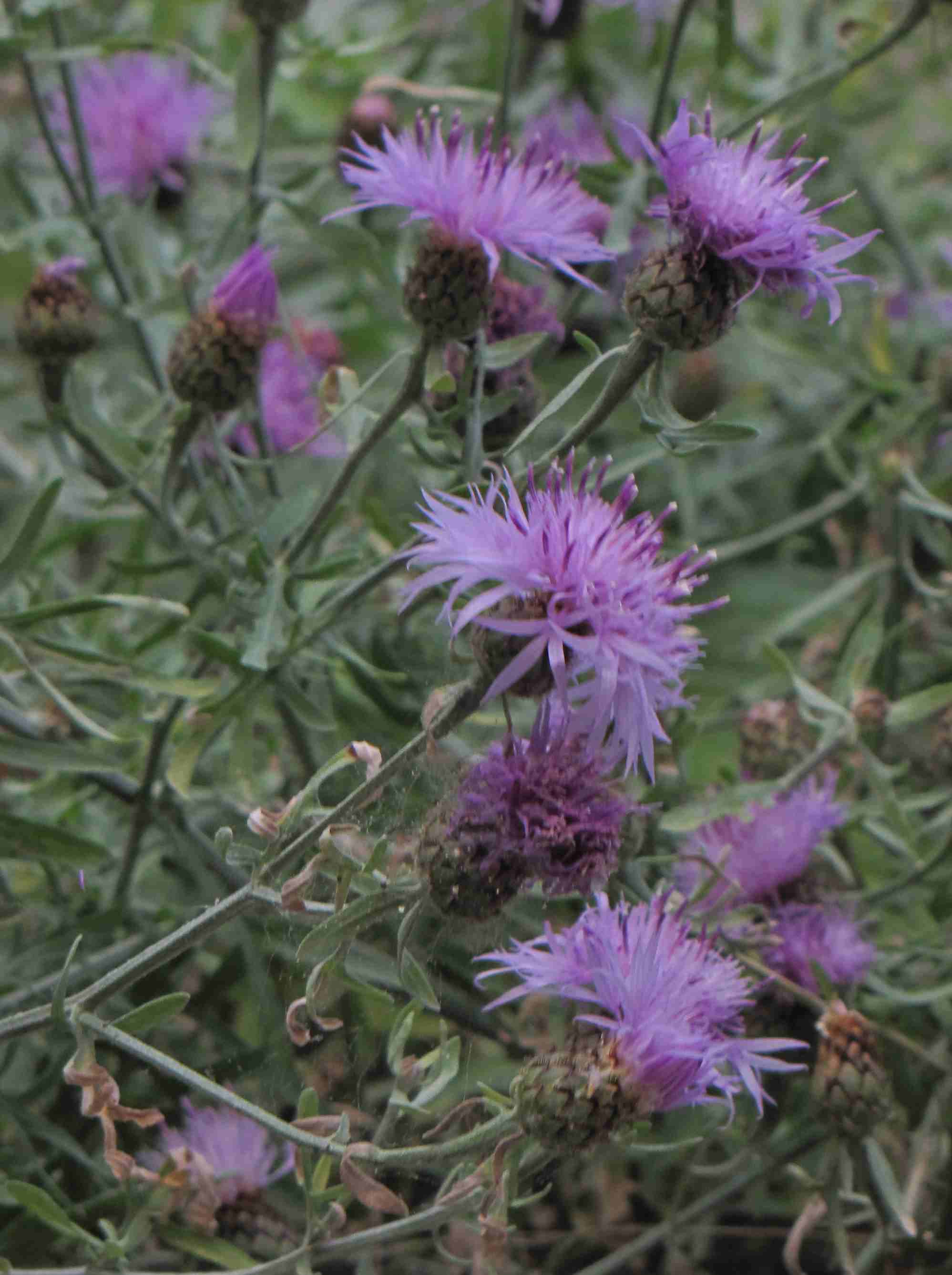 asteracea ad Ischia - Centaurea cineraria